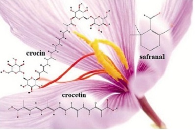 Crocus Sativus Linn - Crocetin - Crocin - Stigma - Medicinal - Traditional medicine - Flavonoid - Saffron - Pharmacological - Pharmaceutical - Flowering plant - Spice - Cosmetics - Skin - Constituents of saffron - Components of saffron