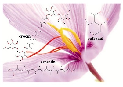 spice - saffron - crocin - crocetin - antioxidant - food industry - picrocrocin - extract - herbal - safranal - physiological - diabet - cancer